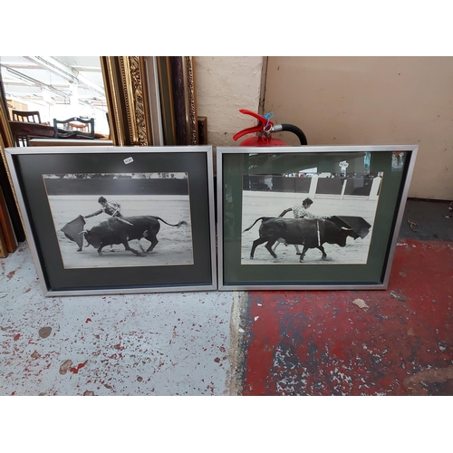 427 - Two framed bull fighting photographs