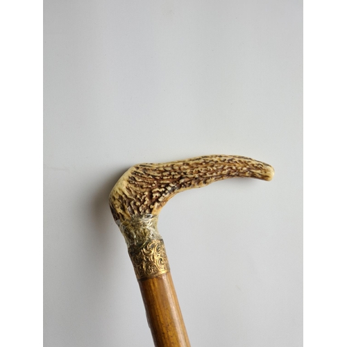 264 - A vintage antler handled oak walking cane with gold coloured collar