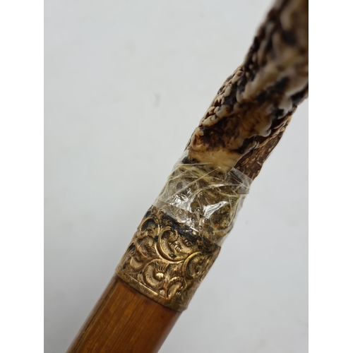 264 - A vintage antler handled oak walking cane with gold coloured collar