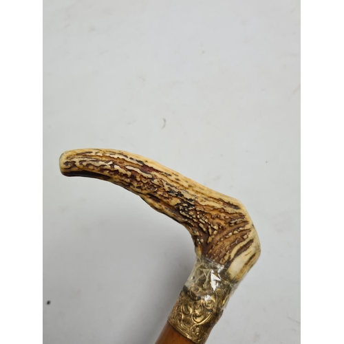 264 - A vintage antler handled oak walking cane with gold coloured collar