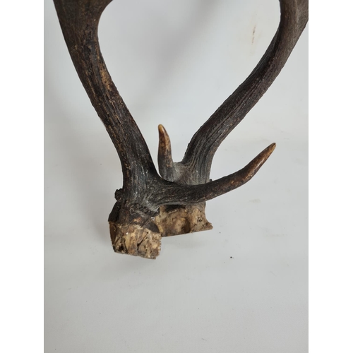 95 - A pair of unmounted antlers - approx. 55cm in length