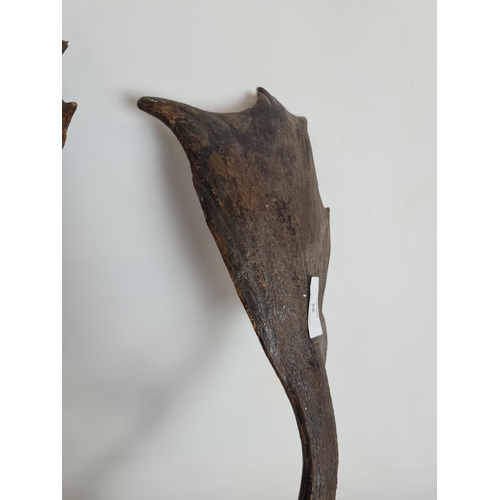 95 - A pair of unmounted antlers - approx. 55cm in length