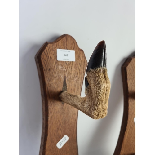 330 - A pair of oak mounted taxidermy deer hoof coat racks