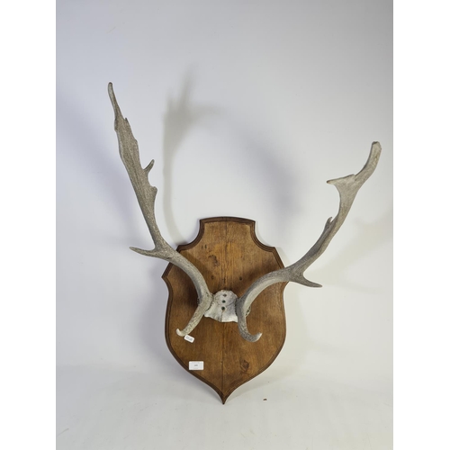 332 - A pair of vintage taxidermy deer antlers on oak shield back