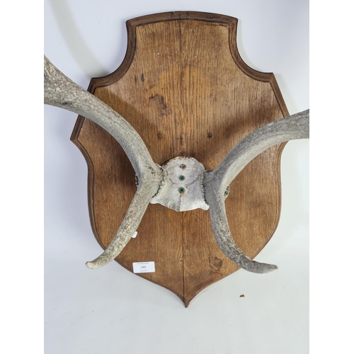 332 - A pair of vintage taxidermy deer antlers on oak shield back