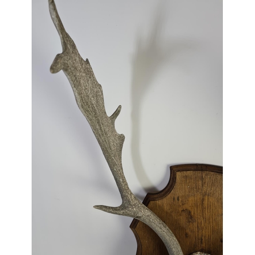 332 - A pair of vintage taxidermy deer antlers on oak shield back