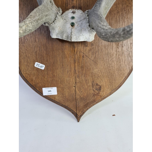 332 - A pair of vintage taxidermy deer antlers on oak shield back