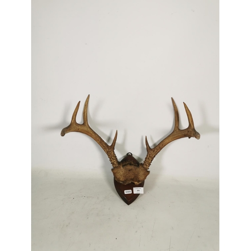 331 - A pair of vintage taxidermy deer antlers on mahogany plaque