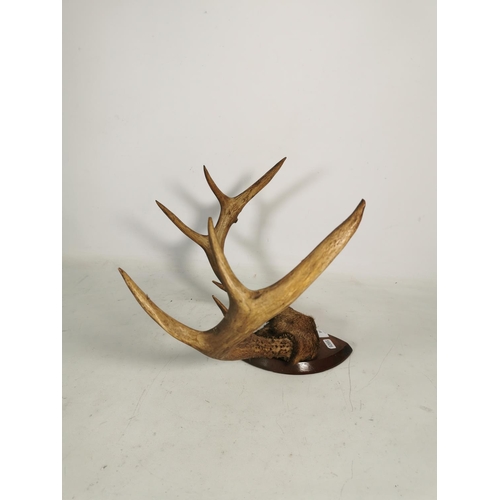 331 - A pair of vintage taxidermy deer antlers on mahogany plaque