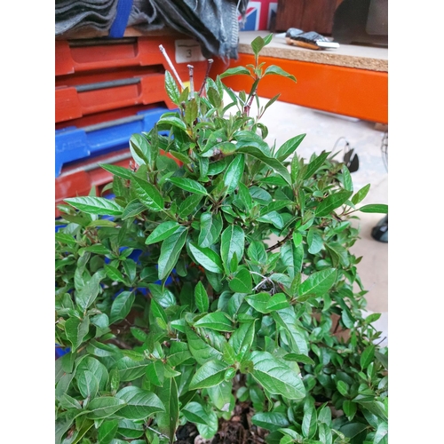 1400 - Two items, one Terracotta planter and one metal planter containing shrubs