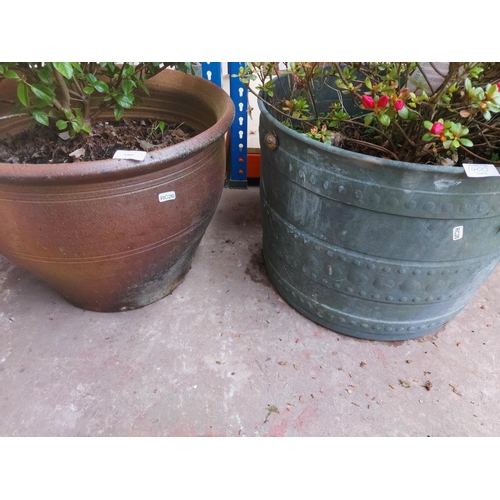 1400 - Two items, one Terracotta planter and one metal planter containing shrubs