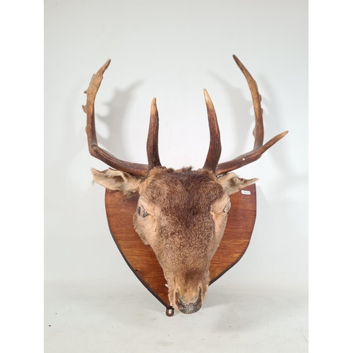 606 - A vintage wall mounted taxidermy red deer head