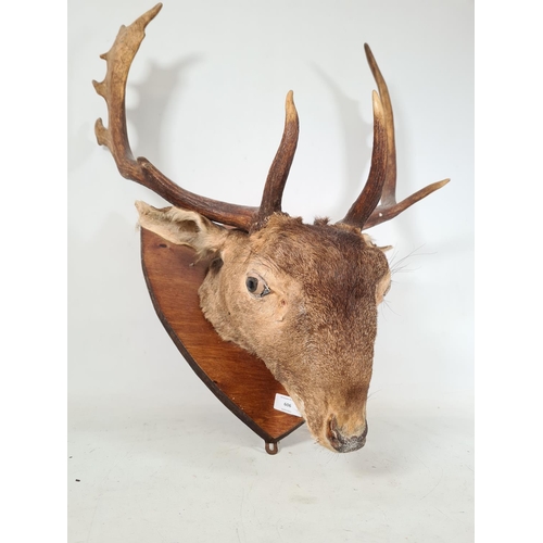 606 - A vintage wall mounted taxidermy red deer head