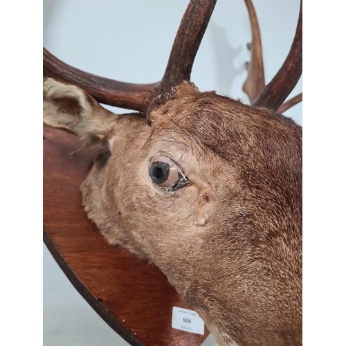 606 - A vintage wall mounted taxidermy red deer head