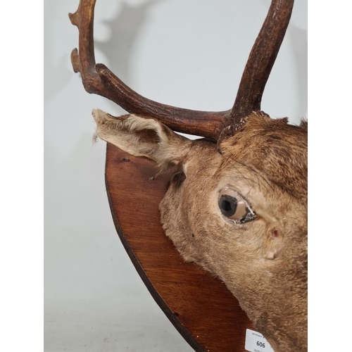 606 - A vintage wall mounted taxidermy red deer head