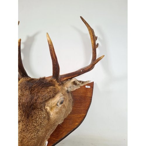 606 - A vintage wall mounted taxidermy red deer head