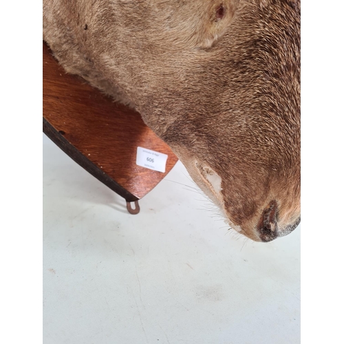 606 - A vintage wall mounted taxidermy red deer head