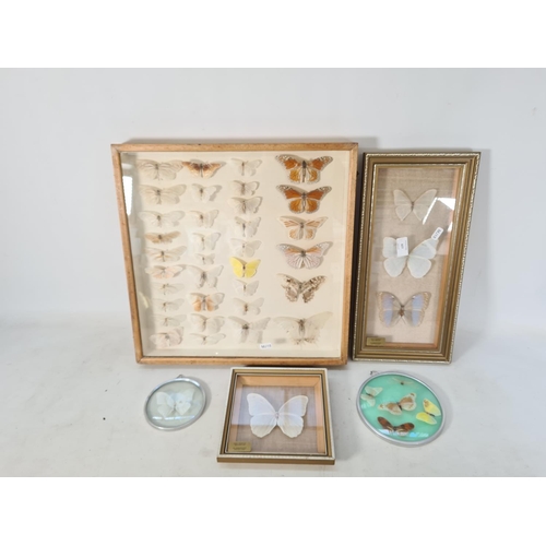 607 - Five cased taxidermy moth butterfly sets to include one mid 20th century example in beech case - app... 