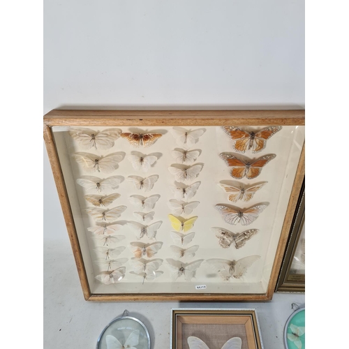 607 - Five cased taxidermy moth butterfly sets to include one mid 20th century example in beech case - app... 