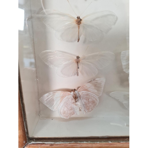 607 - Five cased taxidermy moth butterfly sets to include one mid 20th century example in beech case - app... 