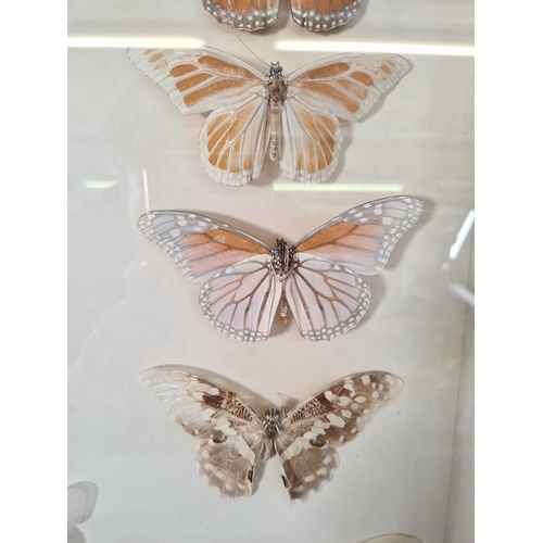 607 - Five cased taxidermy moth butterfly sets to include one mid 20th century example in beech case - app... 