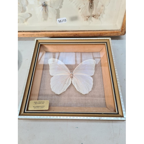 607 - Five cased taxidermy moth butterfly sets to include one mid 20th century example in beech case - app... 