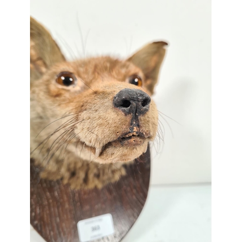 363 - A vintage taxidermy fox head on oak plaque