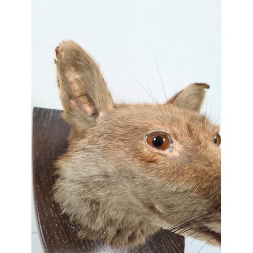 363 - A vintage taxidermy fox head on oak plaque