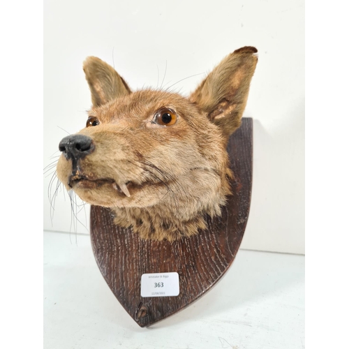 363 - A vintage taxidermy fox head on oak plaque