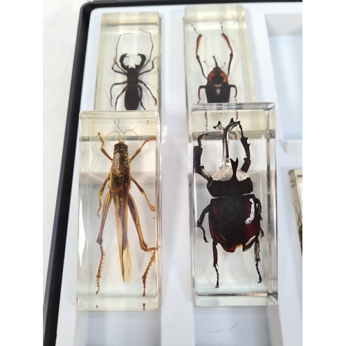 365 - Two cases containing various taxidermy insects to include Giant Shield Bug, American Cockroach, Emer... 