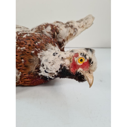 366 - Two vintage taxidermy items, one pheasant and one ferret with collared dove