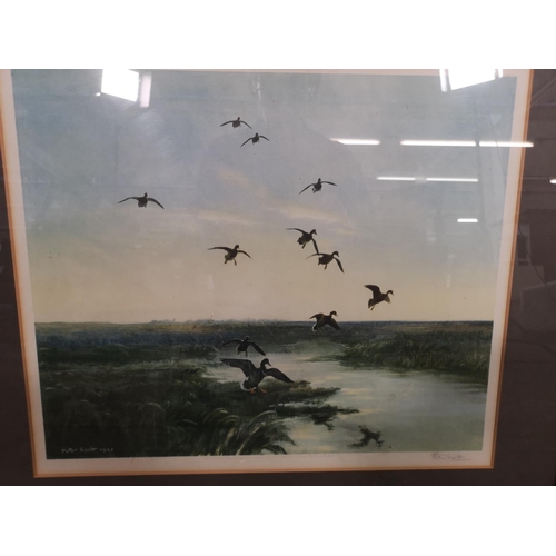 204 - A framed Peter Scott pencil signed print - approx. 66cm wide x 60cm high