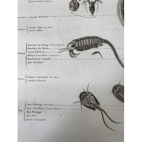 1627 - A large collection of various early 20th century French scientific diagrams titled 'Regne Animals' t... 