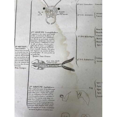 1627 - A large collection of various early 20th century French scientific diagrams titled 'Regne Animals' t... 