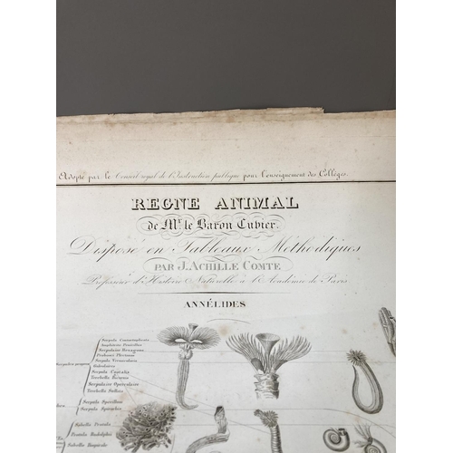 1627 - A large collection of various early 20th century French scientific diagrams titled 'Regne Animals' t... 