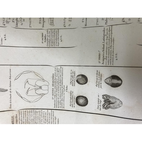 1627 - A large collection of various early 20th century French scientific diagrams titled 'Regne Animals' t... 