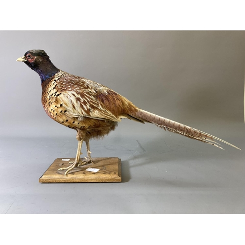 1678 - A vintage taxidermy pheasant on wooden plinth - approx. 38cm high x 65cm long