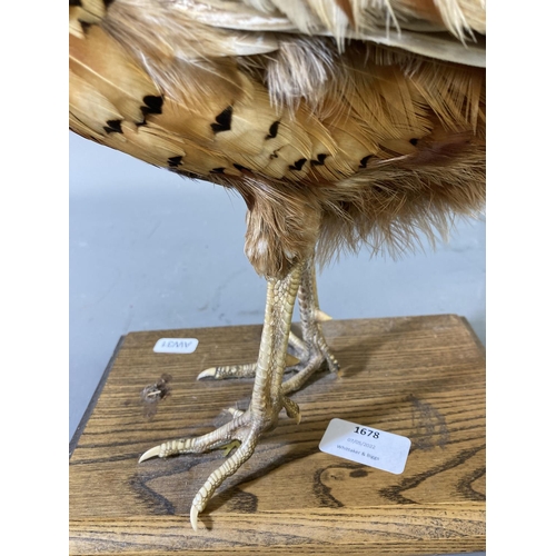 1678 - A vintage taxidermy pheasant on wooden plinth - approx. 38cm high x 65cm long