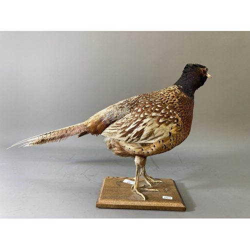 1678 - A vintage taxidermy pheasant on wooden plinth - approx. 38cm high x 65cm long