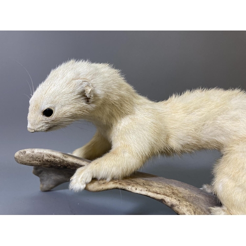 1679 - A vintage taxidermy stoat on antler - approx. 14.5cm high x 33cm long