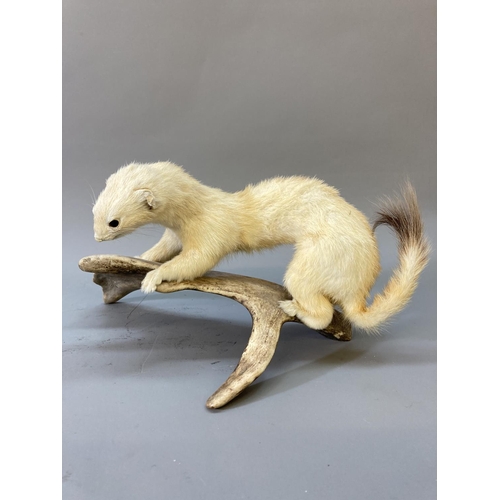 1679 - A vintage taxidermy stoat on antler - approx. 14.5cm high x 33cm long