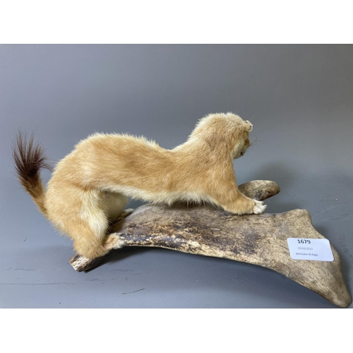 1679 - A vintage taxidermy stoat on antler - approx. 14.5cm high x 33cm long