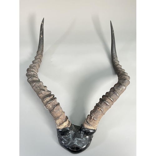 817 - A pair of vintage Impala taxidermy horns - approx. 46cm high x 34cm wide