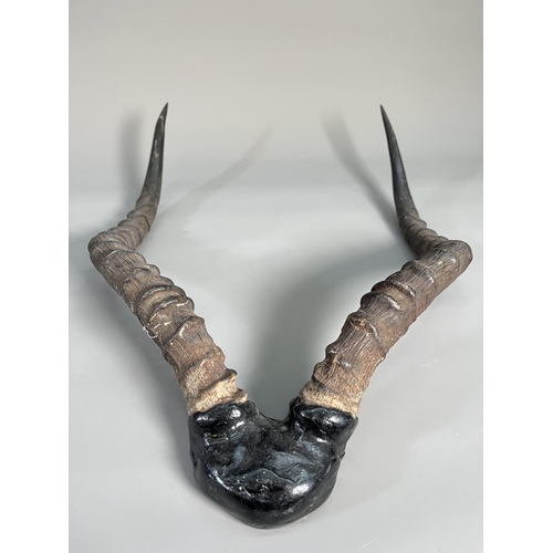 817 - A pair of vintage Impala taxidermy horns - approx. 46cm high x 34cm wide