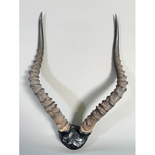 817 - A pair of vintage Impala taxidermy horns - approx. 46cm high x 34cm wide