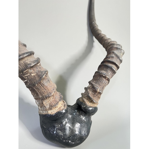 817 - A pair of vintage Impala taxidermy horns - approx. 46cm high x 34cm wide