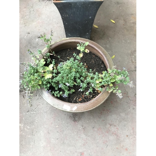 681 - Three potted plants and trees comprising two Yucca and one catnip plant in cast stone planter - larg... 