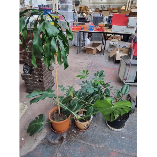 753 - Five potted indoor house plants to include monstera, rubber fig etc.