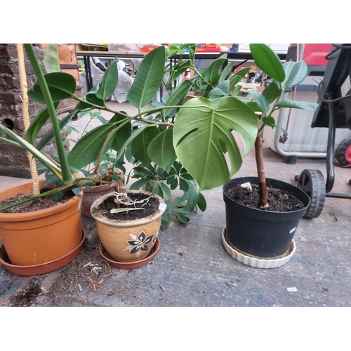 753 - Five potted indoor house plants to include monstera, rubber fig etc.