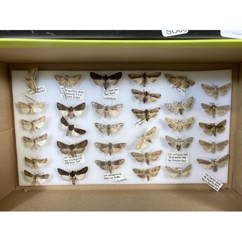 350L - A collection of various insect specimens - frame approx. 42cm wide x 33cm high